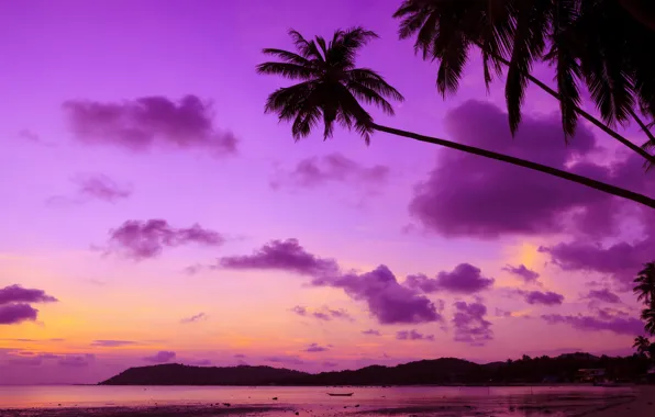 Картинка море, пляж, закат, тропики, пальмы, берег, beach, sea, ocean, sunset, purple, paradise, palms, tropical