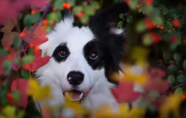 Картинка осень, взгляд, морда, листья, ягоды, собака, боке, Бордер-колли