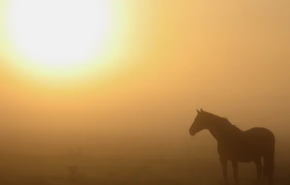 Картинка природа, туман, конь, утро