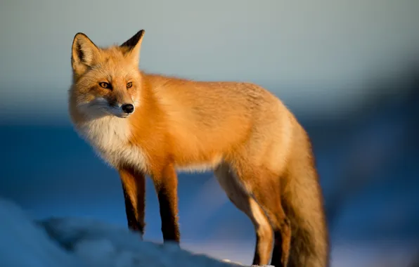 Картинка fox, winter, snow, sunlight, wildlife