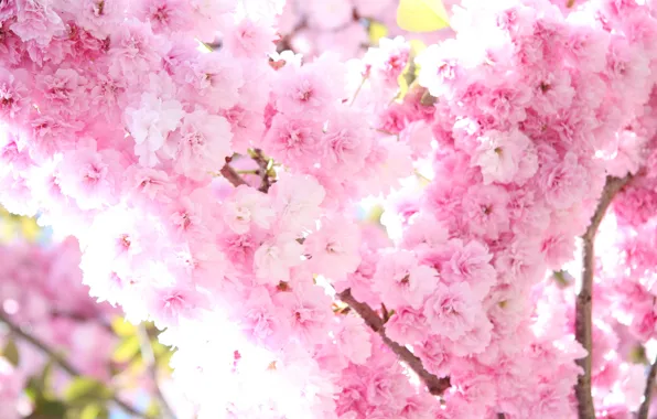 Картинка солнце, свет, цветы, дерево, ветви, нежность, весна, сакура, розовые, цветение