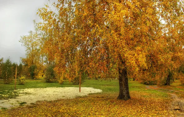 Картинка осень, листья, деревья, природа, фото