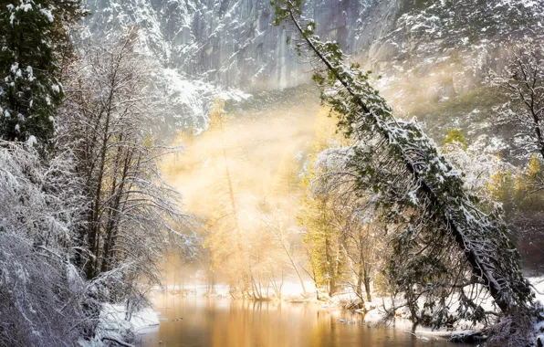 Картинка зима, лес, свет, деревья, природа, туман, река, фото