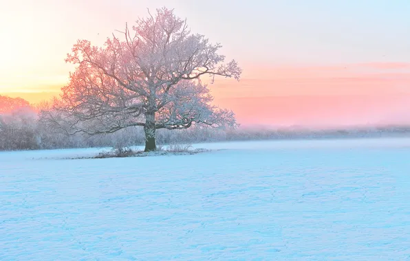 Картинка зима, иней, снег, закат, туман, дерево, вечер