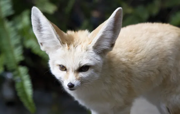 Картинка взгляд, хищник, мордочка, уши, лисица, фенек, fennec fox
