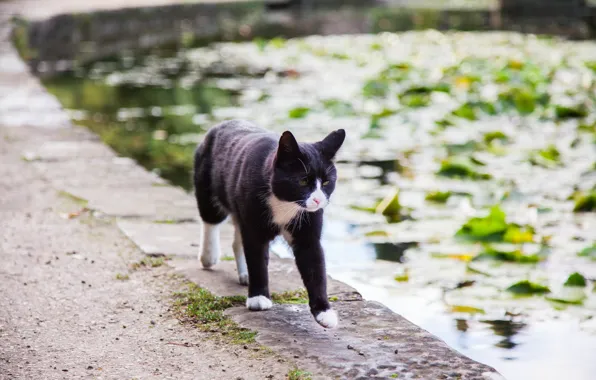Картинка кот, вода, пруд, идет