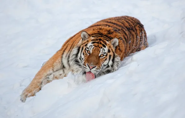 Картинка язык, взгляд, снег, тигр, обои, лежит, полосатый, смотрит, красавец