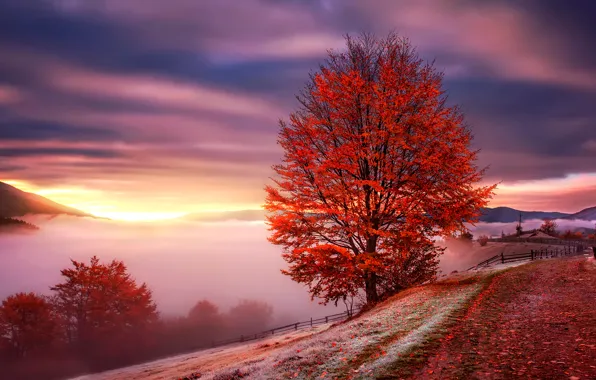 Картинка осень, горы, туман, рассвет, Украина, Карпаты