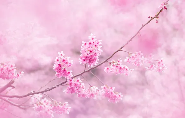 Картинка цветы, ветки, сакура