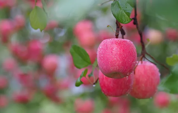 Картинка листья, яблоки, ветка, плоды, после дождя, розовые, капли воды