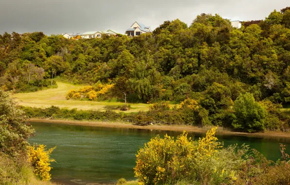 Картинка зелень, деревья, река, берег, дома, Новая Зеландия, кусты, возвышенность, Waikato