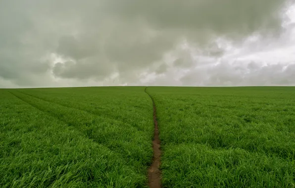 Картинка поле, облака, зеленый, green, буря, storm, field, clouds, track, отслеживать