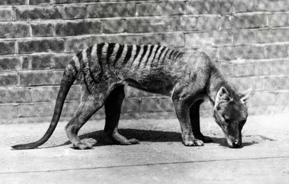 Картинка волк, млекопитающее, сумчатое, тасманийский, вымершее, Сумчатый