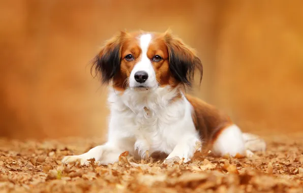 Картинка осень, взгляд, листья, портрет, собака, Коикерхондье