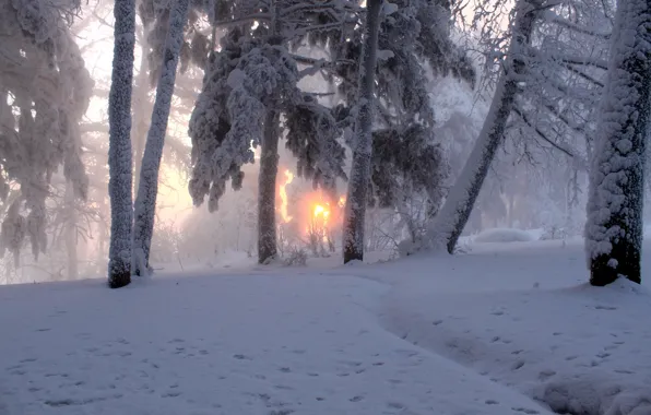 Картинка зима, солнце, снег, деревья, природа, туман, фото