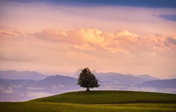 Картинка поле, небо, трава, облака, горы, природа, дерево
