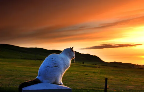 Картинка кошка, закат, природа, вечер