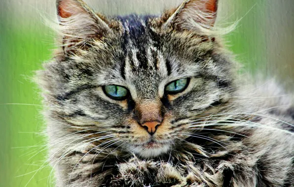 Картинка кошка, кот, серый, портрет, пушистый, полосатый
