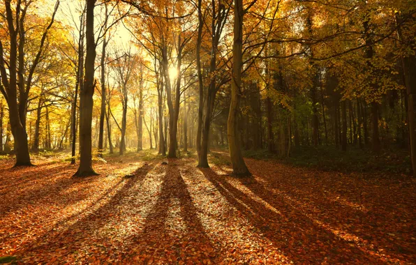 Картинка осень, лес, солнце, лучи, свет, деревья, природа, листва, тени