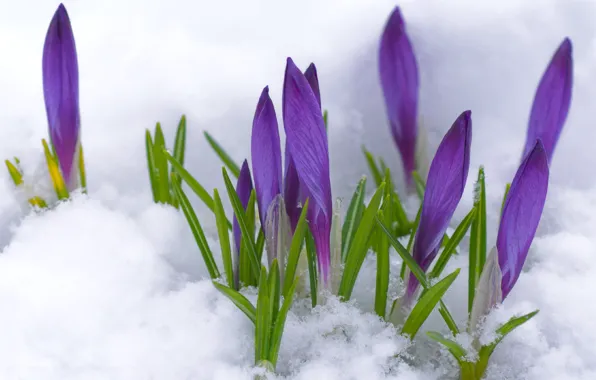 Картинка фиолетовый, макро, снег, цветы, весна, бутоны, первоцвет, Крокусы