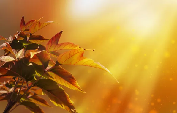 Картинка осень, листья, лучи, свет, природа, дерево, боке, Larisa Koshkina