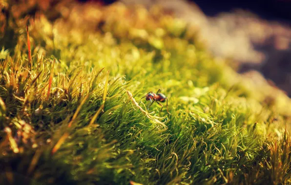 Картинка трава, макро, природа, муравей, nature