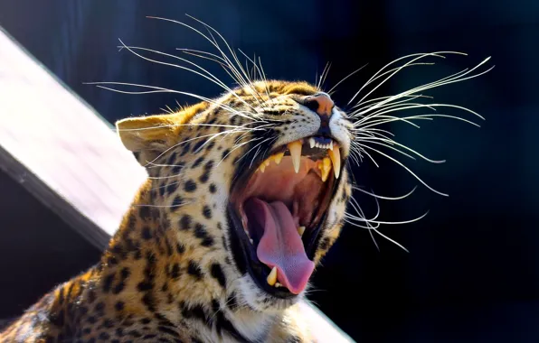 Картинка язык, усы, морда, хищник, пасть, клыки, дикая кошка, зевает, амурский леопард