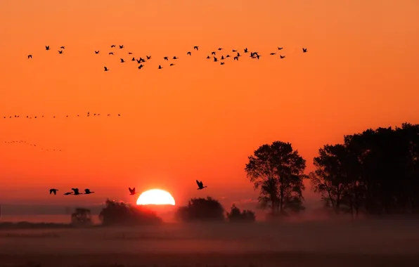 Картинка закат, птицы, туман