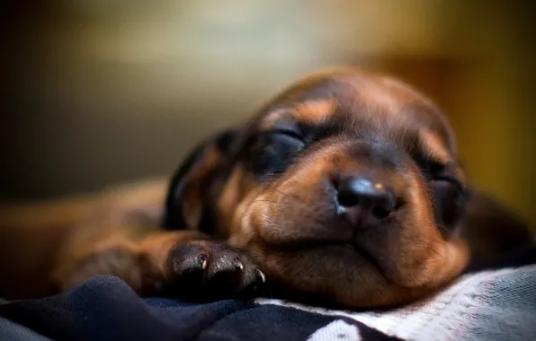 Картинка морда, сон, собака, пес, спит, щенок