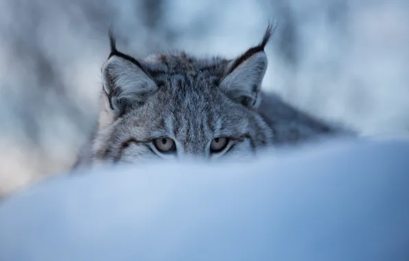 Картинка зима, глаза, морда, снег, рысь, дикая кошка