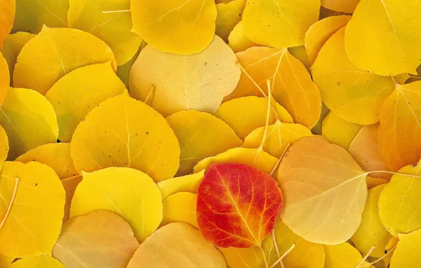 Картинка Осень, Листья, Желтые