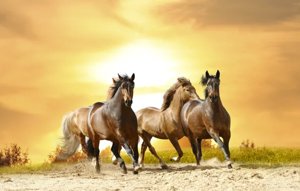 Картинка закат, лошади, галоп