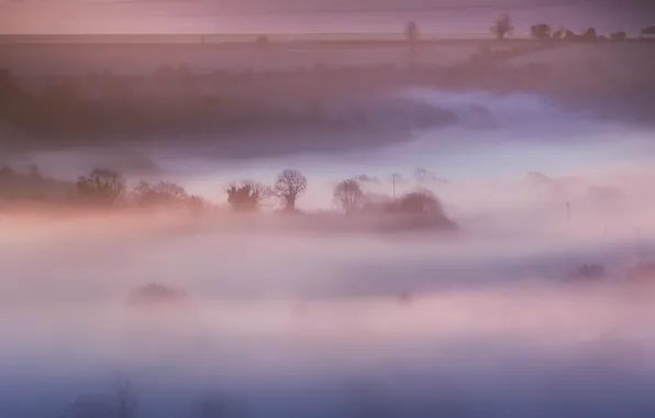 Картинка поле, деревья, природа, туман, розовый, Англия, утро, Великобритания, дымка