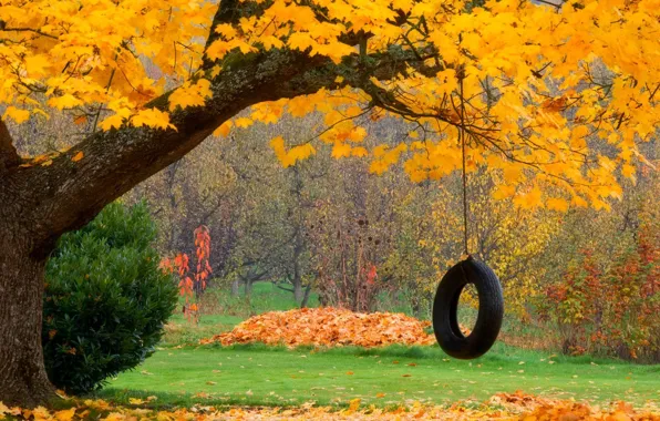 Картинка осень, лес, листья, деревья, природа, парк, качели, colors, colorful, forest, trees, nature, park, autumn, leaves, …