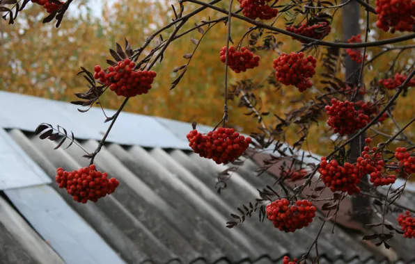 Картинка осень, природа, фон, дерево, обои, деревня, рябина