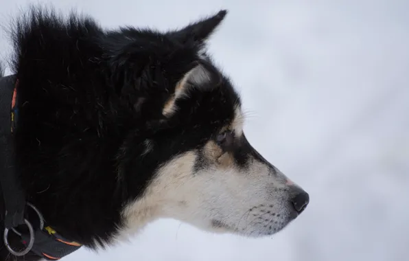Картинка белый, снег, Собака, черная, хаска, сибирь