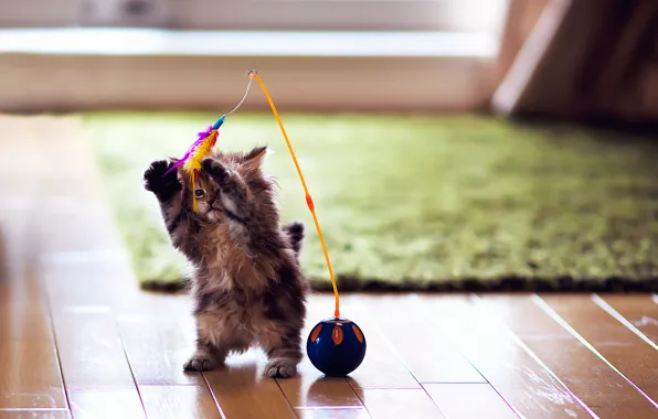 Картинка кошка, котенок, ковер, игрушка, игра, шарик, перья, паркет, Daisy, Ben Torode