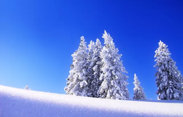 Картинка зима, небо, снег, деревья, пейзаж, елка, ель, утро, мороз