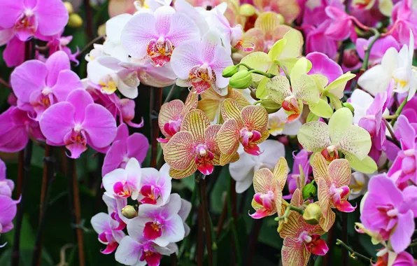 Картинка цветок, цветы, природа, букет, орхидеи, орхидея, фаленопсис