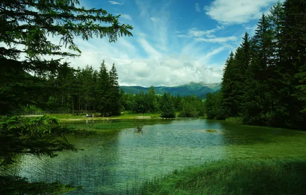 Картинка зелень, лес, трава, деревья, горы, озеро, Италия, Toblach Lake