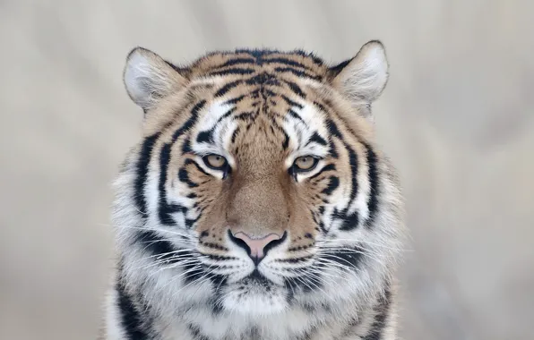 Картинка кошка, взгляд, тигр, очарование