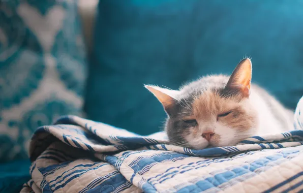 Картинка кошка, кровать, простыня, cat, bed, sleeping, bed sheet, спальный