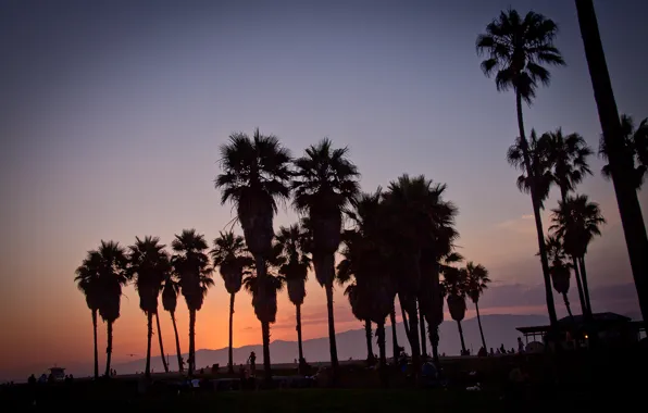 Картинка summer, california, sunset, usa, los angeles, palm, vennice beach