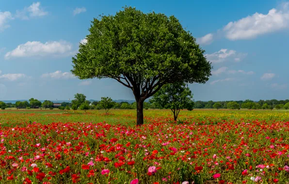 Картинка поле, лето, небо, солнце, облака, деревья, цветы, маки, красные, США, Austin, Texas