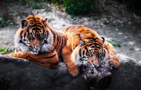 Картинка камень, хищники, пара, дикие кошки, тигры
