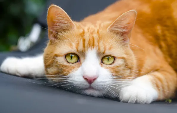 Картинка кошка, кот, взгляд, мордочка, рыжий кот