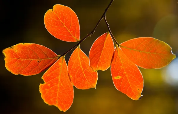 Картинка осень, листья, природа, дерево, tree, макро leaves, nature pictures