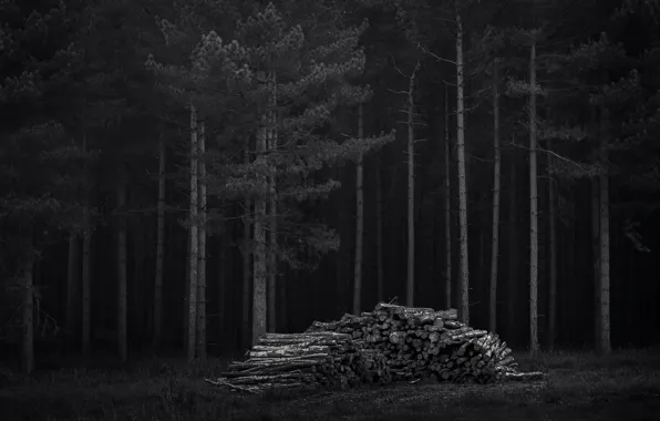Картинка лес, деревья, ночь, темно, дрова