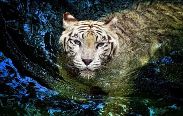 Картинка белый, тигр, tiger, большая кошка, плывет, альбинос