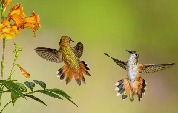 Картинка цветок, полет, крылья, колибри